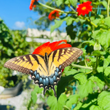 Mexican Sunflower Tarot Garden + Gift Seed Packet