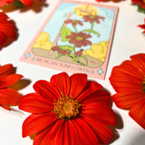 Mexican Sunflower Tarot Garden + Gift Seed Packet