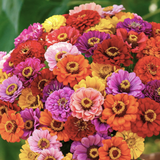 Illumination Zinnia Tarot Garden + Gift Seed Packet