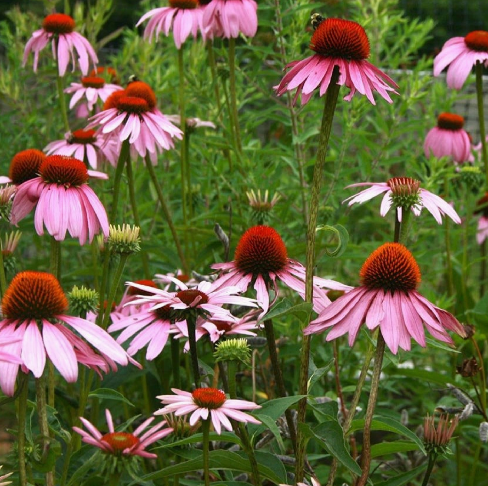 Echinacea Seeds - Purple Coneflower