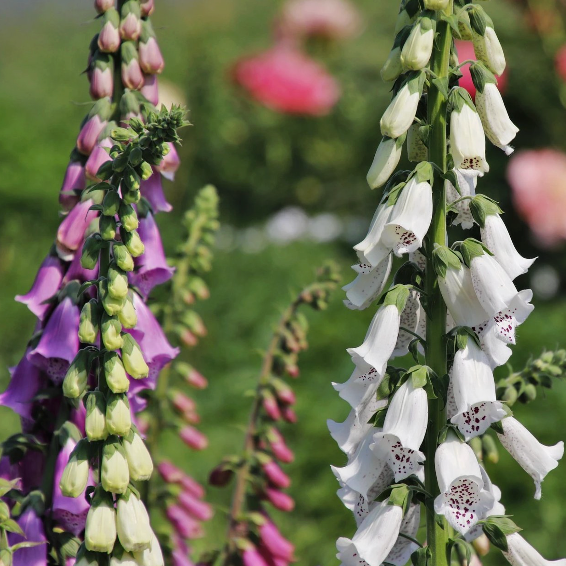 Foxglove Seeds - Excelsior Mix