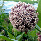 Milkweed Seeds - Common