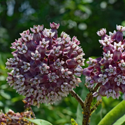 Milkweed Seeds - Common