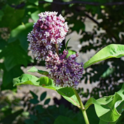 Milkweed Seeds - Common