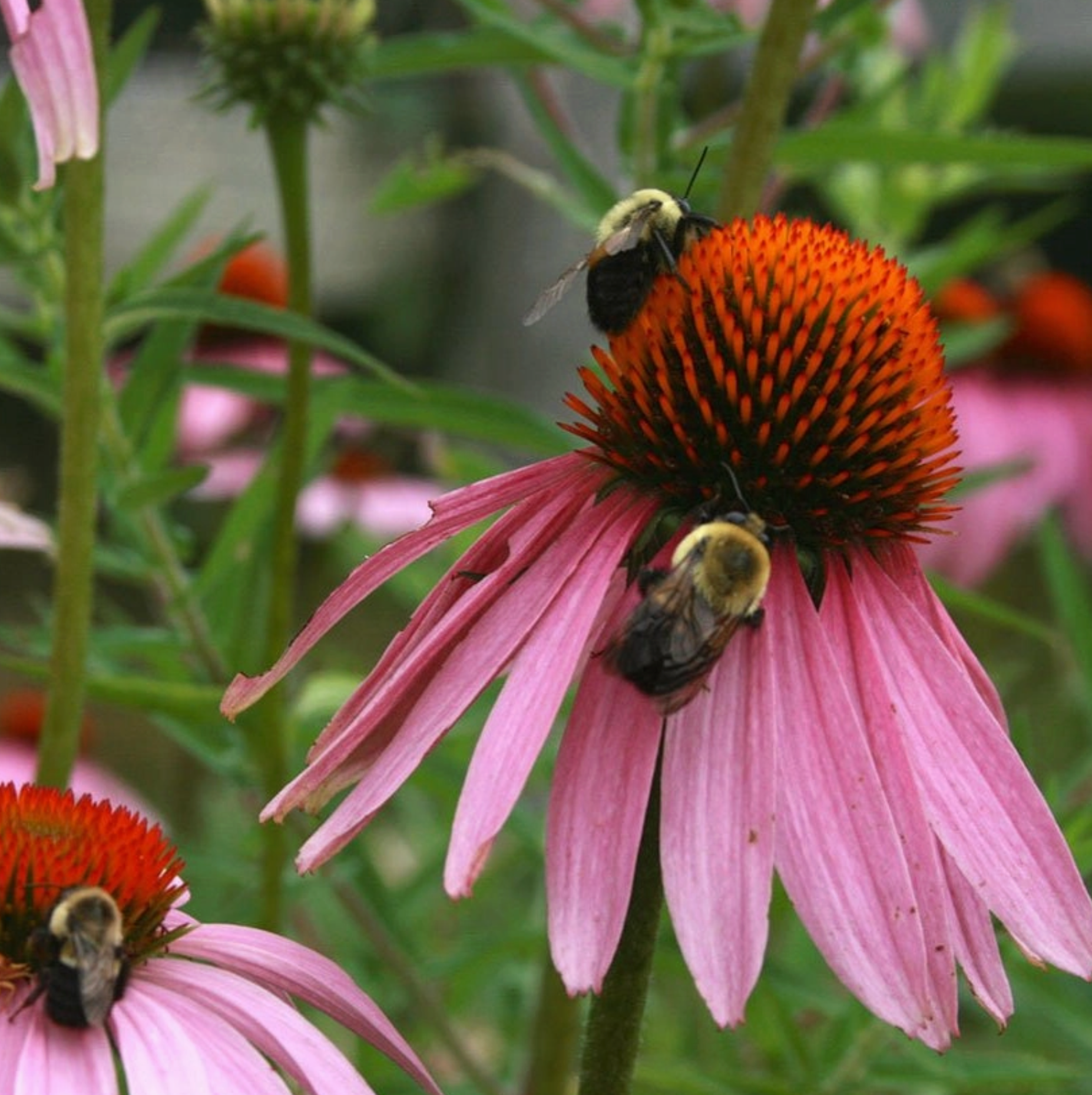 Echinacea Seeds - Purple Coneflower