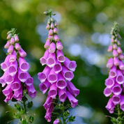 Foxglove Seeds - Excelsior Mix