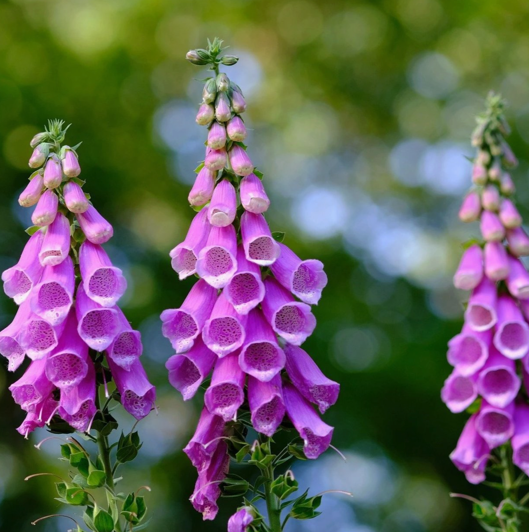Foxglove Seeds - Excelsior Mix