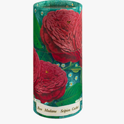 Rose Madame Scipion Large Cylinder Safety Matches