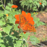 Mexican Sunflower Tarot Garden + Gift Seed Packet