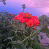 Mexican Sunflower Tarot Garden + Gift Seed Packet