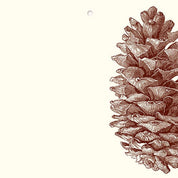 Pinecone Gift Tags (Pack of 10)
