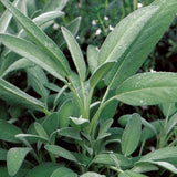 Broadleaf Sage Tarot Garden + Gift Seed Packet