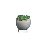 Concrete Skull Match Striker