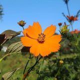 Diablo Cosmos Tarot Garden + Gift Seed Packet