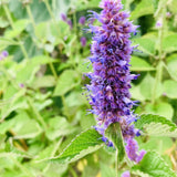 Lavender Lovers Tarot Garden + Gift Seed Packet